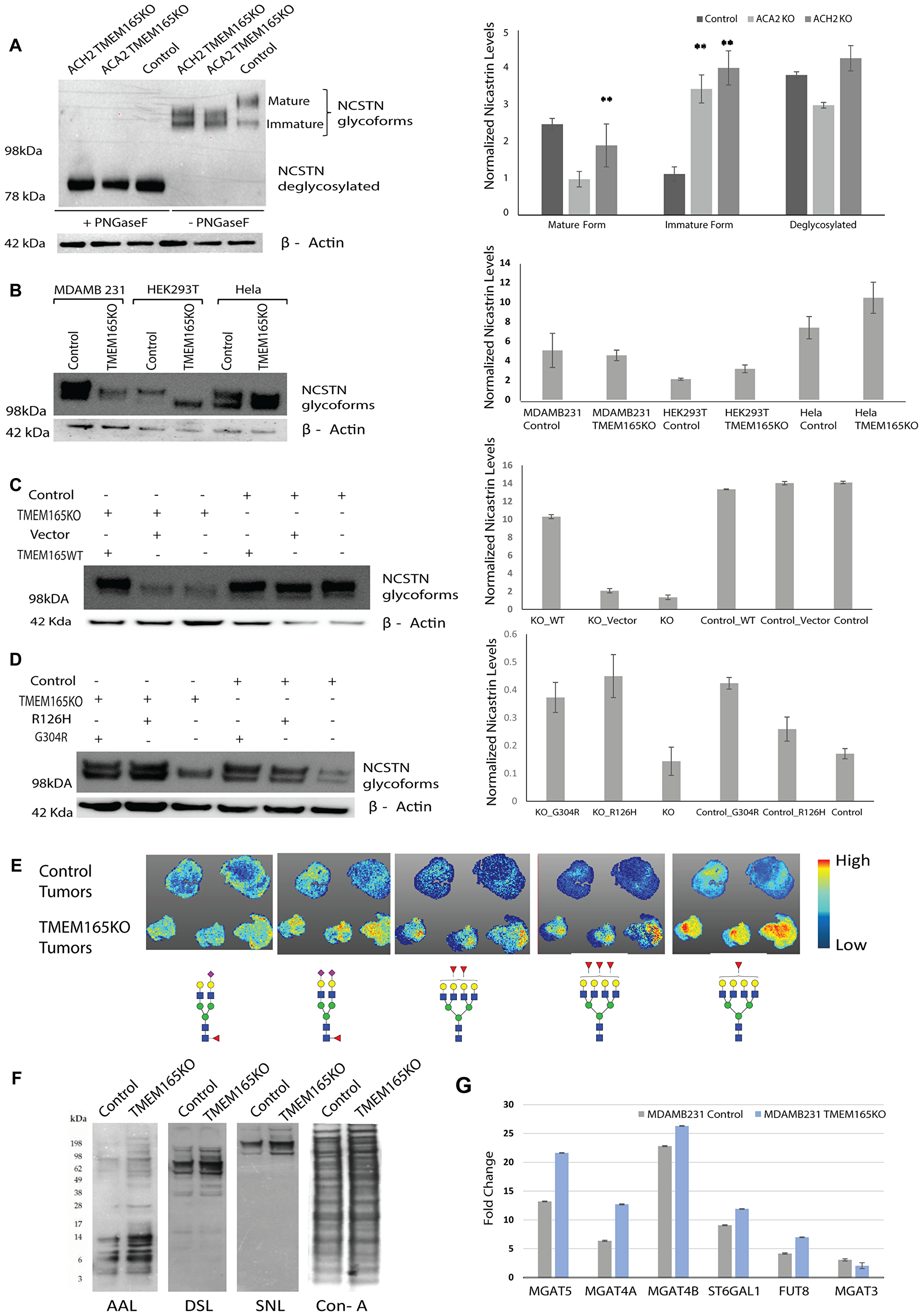 Figure 5: TMEM165 expression levels alters N-linked glycosylation.